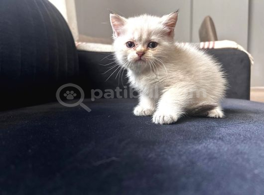 Safkan British Shorthair Yavrularımız görsel