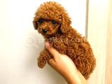 Toy Poodle Yavruları Puppy Dp Aşılı Ücretsiz Teslimat