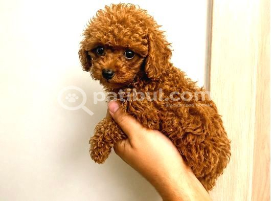 Toy Poodle Yavruları Puppy Dp Aşılı Ücretsiz Teslimat görsel