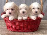 Maltese Terier Yavrularimiz