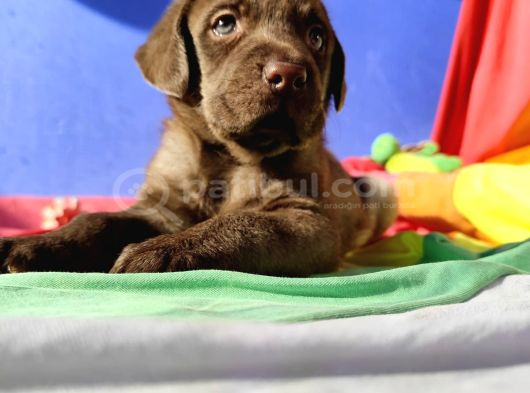 MÜTHİŞ KALİTE MÜTHİŞ FİYATLARA LABRADOR YAVRULAR