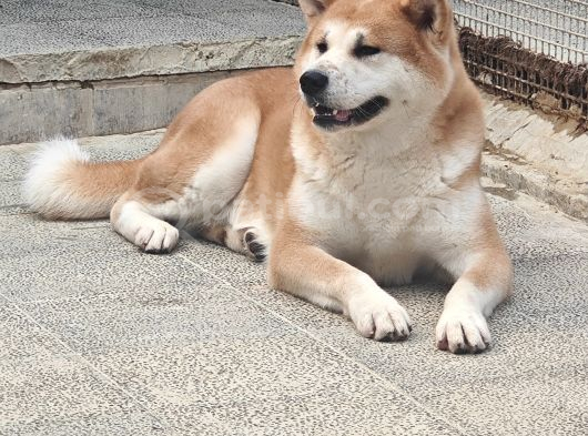 ÇOK UYGUN RAKAMLARA BİR DİŞİ BİR ERKEK JAPON AKİTA