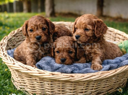 ORİJİNAL A KALİTE CAVAPOO YAVRULAR