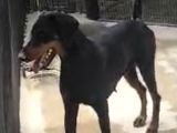 UYGUN RAKAMA 10 AYLİK SİYAH ORJİNAL DOBERMAN DİŞİ