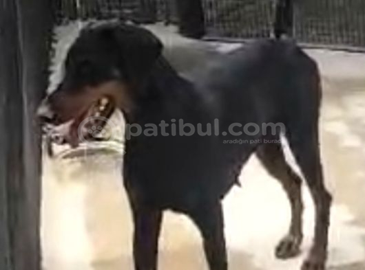 UYGUN RAKAMA 10 AYLİK SİYAH ORJİNAL DOBERMAN DİŞİ