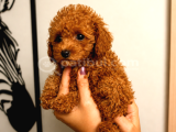 Toy Poodle Yavru Erkek Dişi Yavrular Üçretsiz Teslimat
