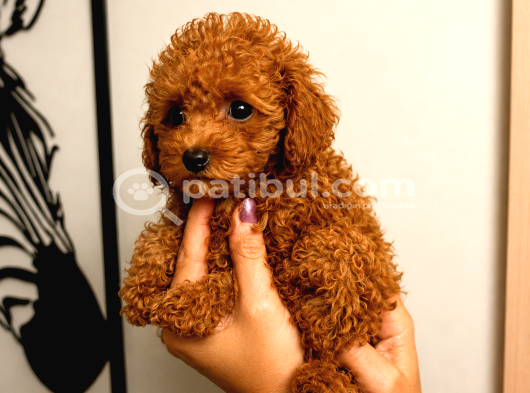 Toy Poodle Yavruları Puppy Dp Aşılı Ücretsiz Teslimat görsel