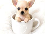 Eğitimli Mini boy fincan köpekleri şivava