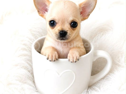 Eğitimli Mini boy fincan köpekleri şivava