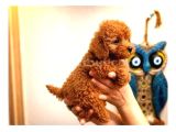 Toy Poodle Yavruları Puppy Dp Aşılı Ücretsiz Teslimat