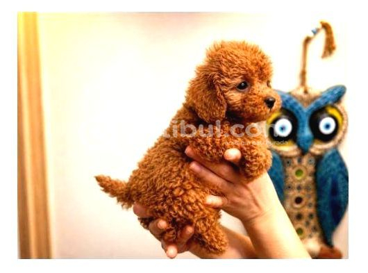 Toy Poodle Yavruları Puppy Dp Aşılı Ücretsiz Teslimat görsel