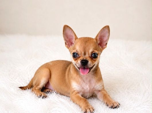 Eğitimli Mini Boy Fincan Köpekleri Şivava görsel