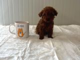 Teacupp toy poodle