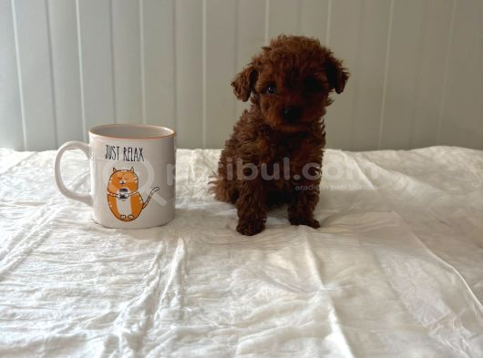 Teacupp toy poodle