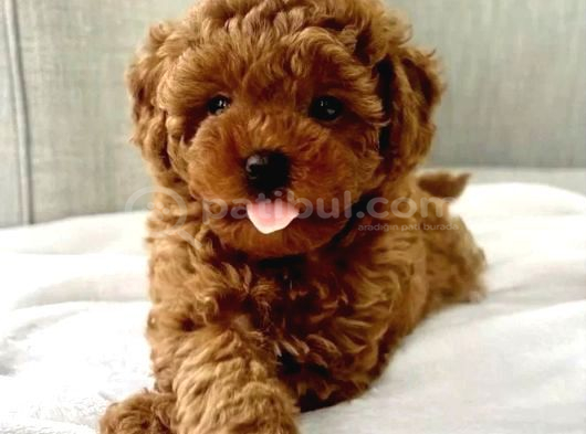 Toy Poodle Yavruları Puppy Dp Aşılı Ücretsiz Teslimat