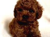 Toy Poodle Yavruları Puppy Dp Ücretsiz Teslimat