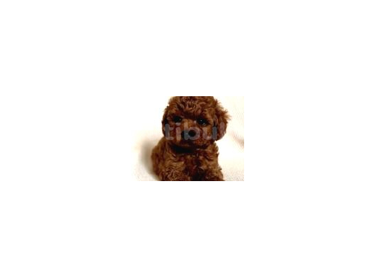 Toy Poodle Yavruları Puppy Dp Ücretsiz Teslimat görsel