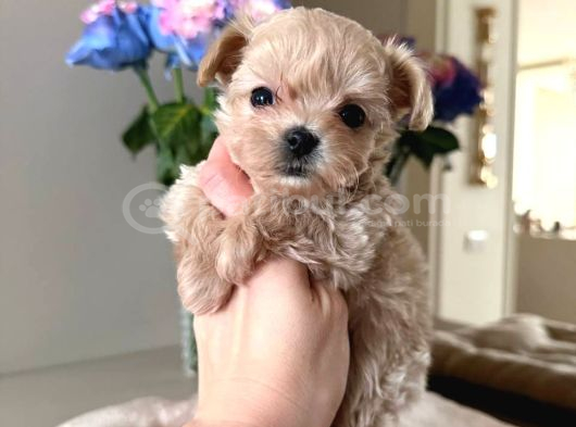 MALTİPOO CİNSİ YAVRULAR EV ÜRETİMİ