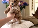 Malti̇poo Ci̇nsi̇ Yavrular Ev Üreti̇mi̇