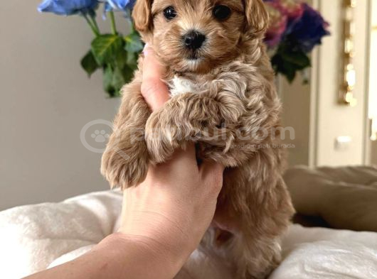 Malti̇poo Ci̇nsi̇ Yavrular Ev Üreti̇mi̇ görsel