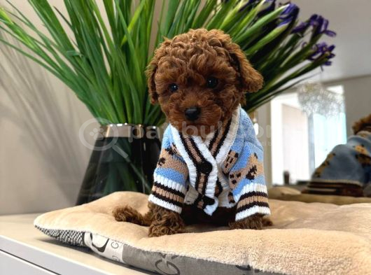 Toy Poodle Sevi̇mli̇ Yavrular Ev Üreti̇mi̇ görsel