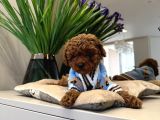 TOY POODLE SEVİMLİ YAVRULAR EV ÜRETİMİ