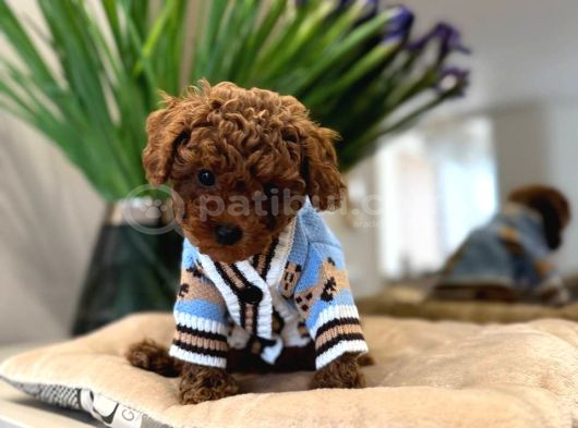 Toy Poodle Sevi̇mli̇ Yavrular Ev Üreti̇mi̇ görsel