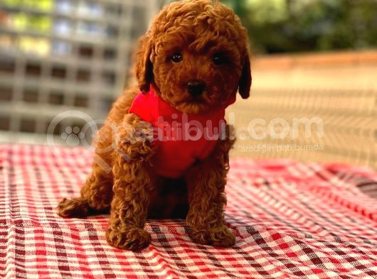 Toy Poodle Yavruları Puppy Dp Ücretsiz Teslimat görsel