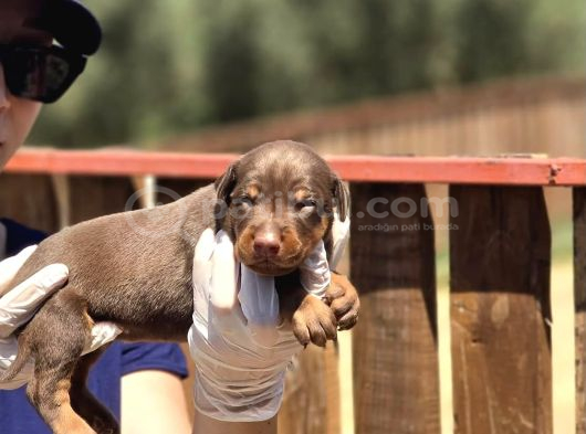 Irk ve Sağlık Garantili Kızıl Doberman Yavruları