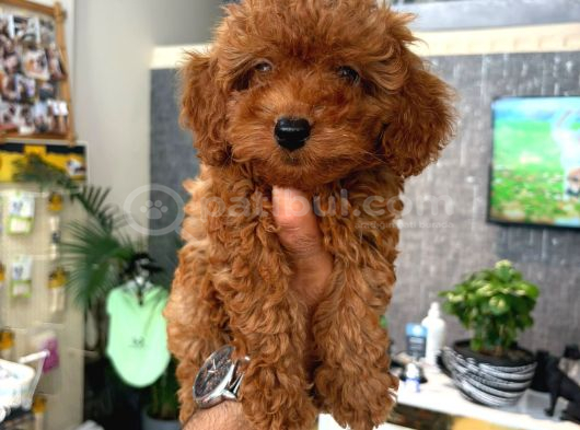 IRK VE SAĞLIK GARANTİLİ TOY PODDLE YAVRULARIMIZ