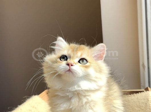 Şampiyon Genlere Sahip Golden Erkek görsel