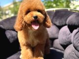 MİNYATÜR LABRADOODLE A KALİTE BEBEĞİMİZ AŞILI
