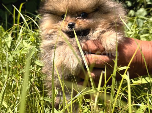 Yumuşacik Safkan Pomerani̇an Boo görsel