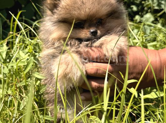 YUMUŞACIK SAFKAN POMERANİAN BOO