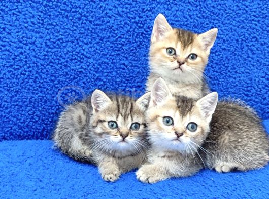 Golden Taby Ve Black Golden Yavrular Tesli̇me Hazirdir görsel