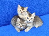 Golden Taby Ve Black Golden Yavrular Tesli̇me Hazirdir