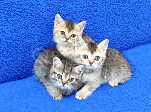 Golden Taby Ve Black Golden Yavrular Tesli̇me Hazirdir görsel