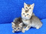 GOLDEN TABY VE BLACK GOLDEN YAVRULAR TESLİME HAZIRDIR