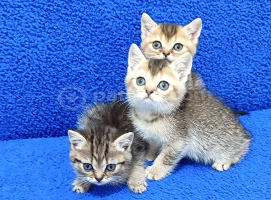 GOLDEN TABY VE BLACK GOLDEN YAVRULAR TESLİME HAZIRDIR