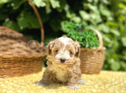 Sevimli Harika Güzellikte Maltipoo Yavrular görsel