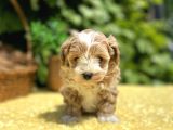 Sevimli harika Güzellikte Maltipoo Yavrular