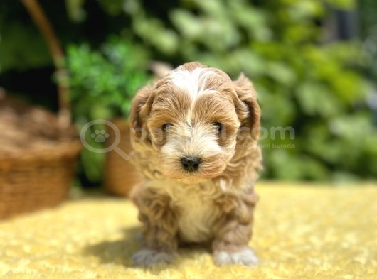 Sevimli harika Güzellikte Maltipoo Yavrular