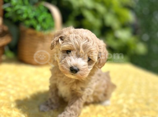Sevimli Harika Güzellikte Maltipoo Yavrular görsel