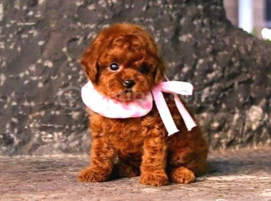 Safkan mini boy kore red poodle bebekler hazır