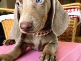 Dachshund yavrularımız