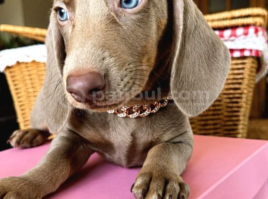 Dachshund yavrularımız