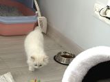 15 Bin- Safkan British Shorthair-Erkek İstanbul