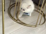 15 Bin- Safkan British Shorthair-Erkek İstanbul