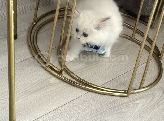 15 Bin- Safkan British Shorthair-Erkek İstanbul görsel