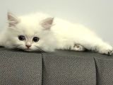 15 Bin- Safkan British Shorthair-Erkek İstanbul